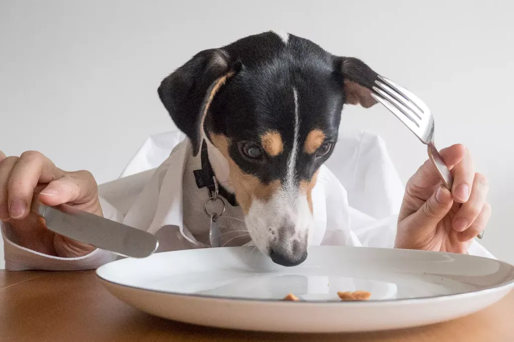 El motivo por el que los perros comen heces y cómo hacer para evitarlo - Imagen ilustrativa / Web