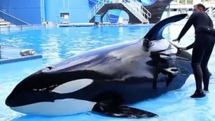 Murió Kiska, la orca más triste del mundo