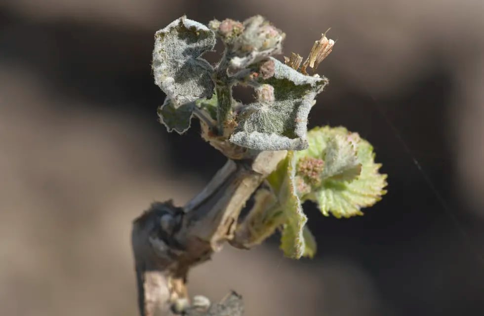 La helada que terminó marcando esta cosecha se registró el 5 de octubre. No sólo afectó viñedos. También hubo daños en frutales.