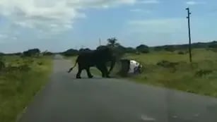Un elefante agresivo sorprendió a una familia en el camino y se lanzó sobre su auto hasta volcarlo