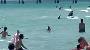 Un tiburón sorprendió una playa de Florida al nadar cerca de la orilla
