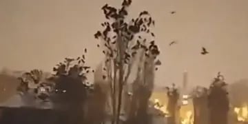 Los pájaros anticiparon el devastador terremoto de Turquía