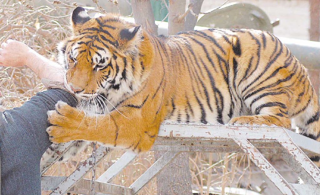 Historias del Zoo de Mendoza: Violeta, la tigresa que vivía encadenada y era exhibida al público en Rivadavia. Foto: Archivo Los Andes.