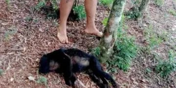 Mató a un mono carayá en Misiones y lo presumió en sus redes sociales