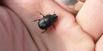 escarabajo pelotero cornudo