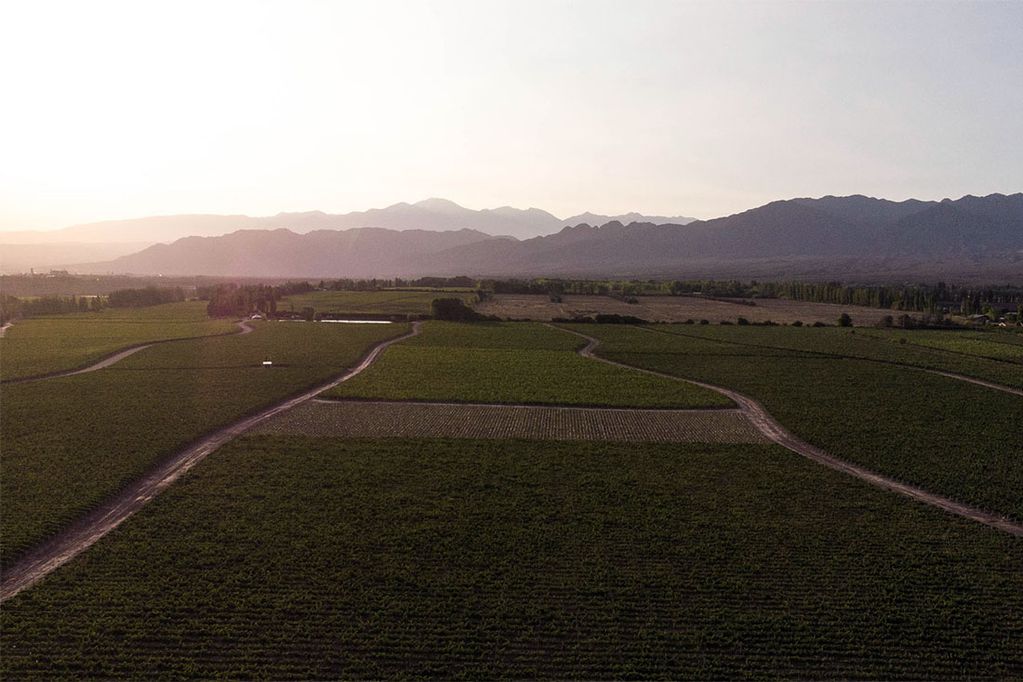 El Registro de Uso Permanente de la Tierra (RUT) es para todos los productores agrícolas de Mendoza. Foto: archivo