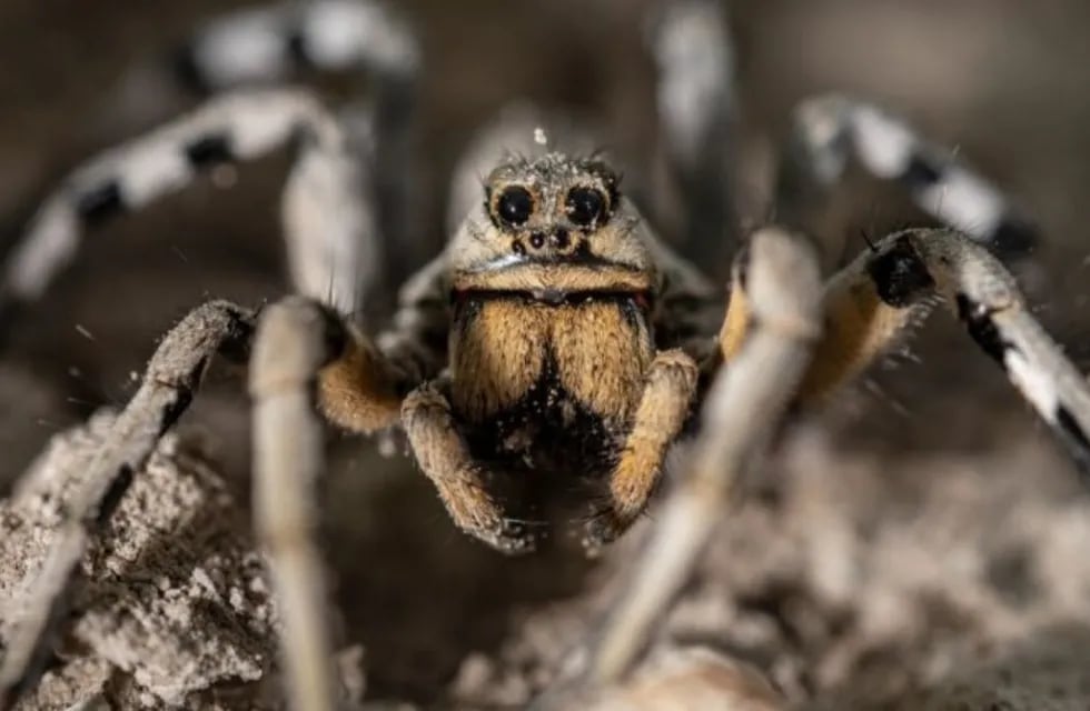 Como una película de terror: fotografían a una araña lobo con más de 100 crías sobre su abdomen. Foto: DPA.