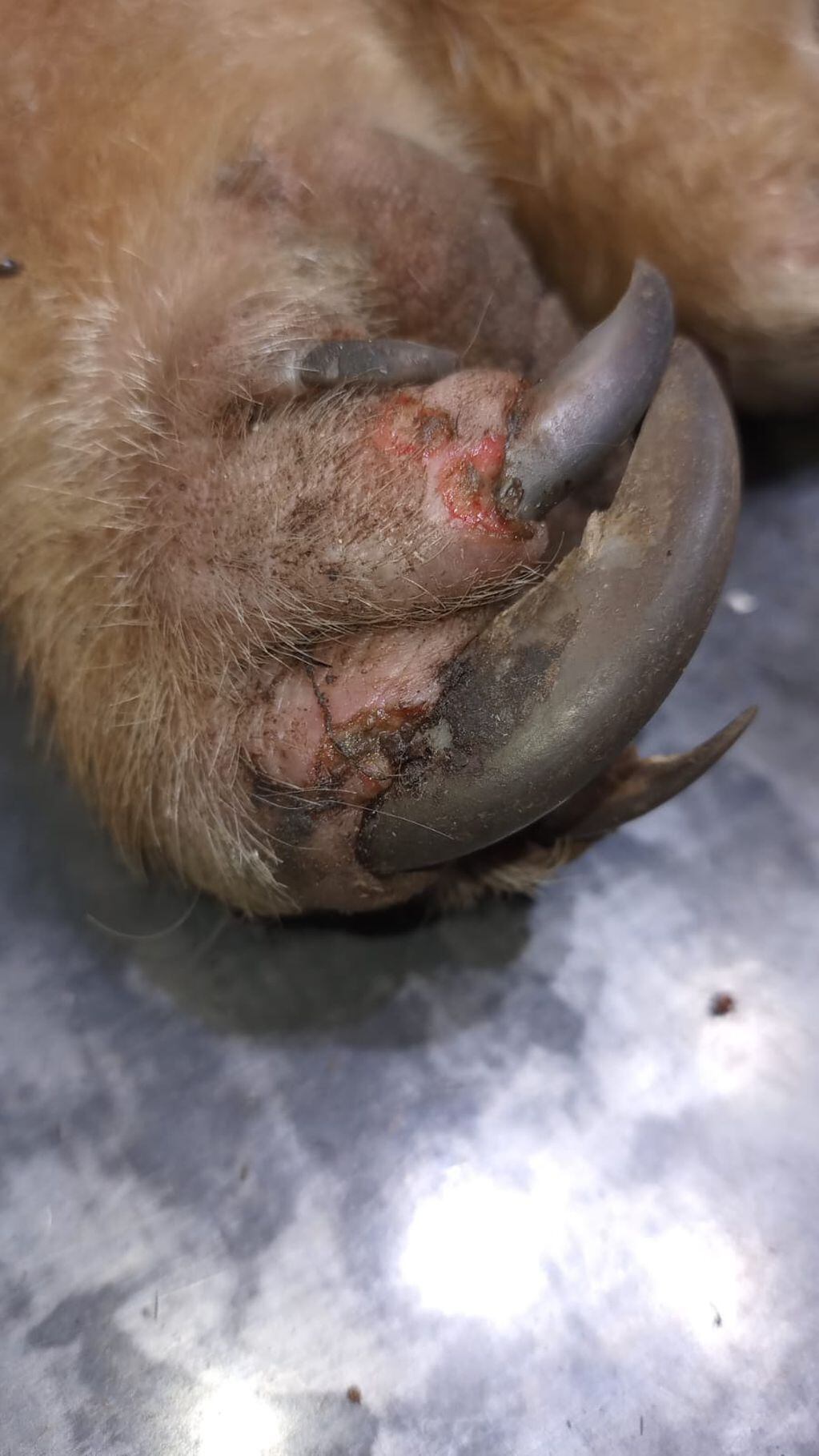 Fotos y video: un oso hormiguero traído de forma ilegal a Mendoza sorprendió a unos puesteros en Santa Rosa. Foto: Gentileza Fundación Cullunche.