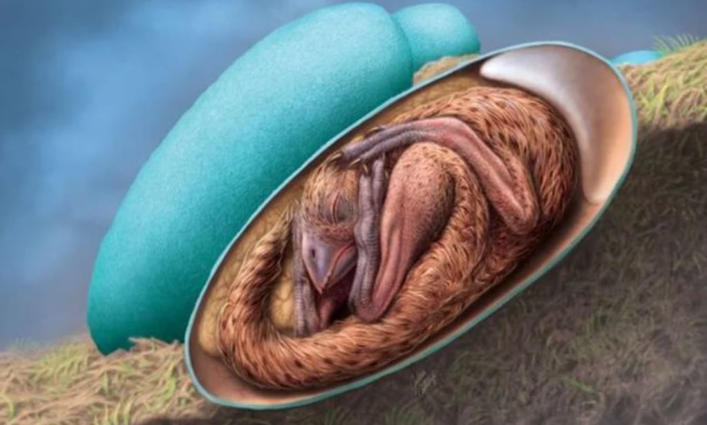 Científicos encontraron un embrión de dinosaurio en perfecto estado de conservación.