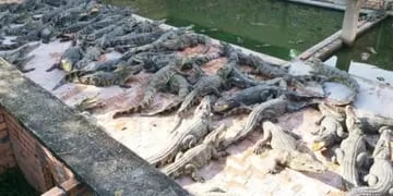 Tragedia en Camboya: un hombre de 72 años murió despedazado por cocodrilos en su granja familiar de reptiles