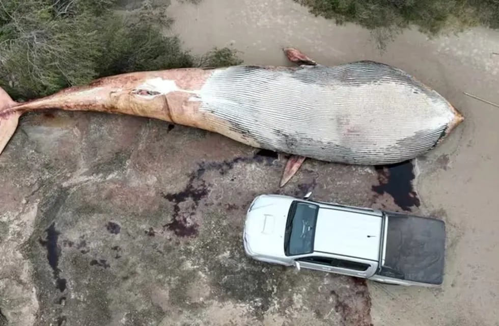 Los restos de una ballena azul aparecieron sobre la costa de Colonia. EFE.
