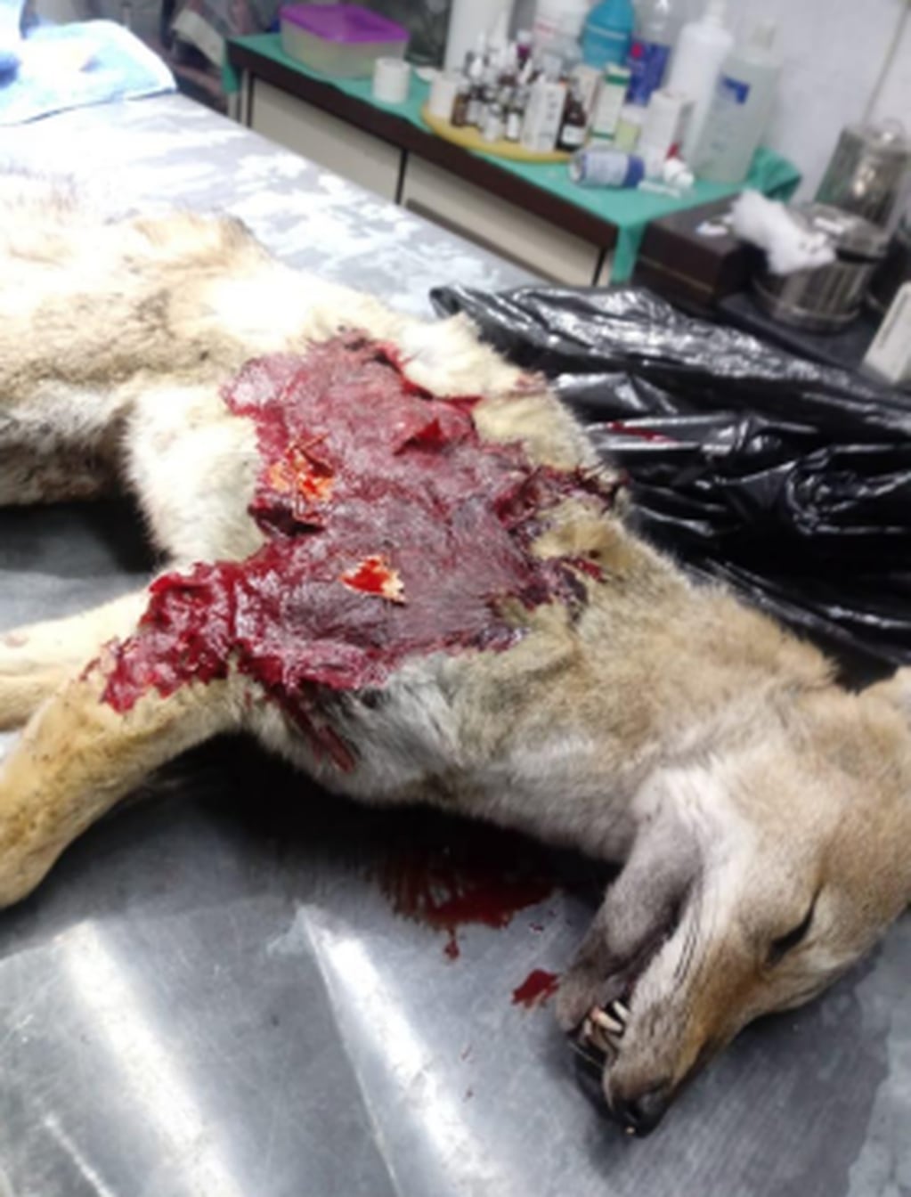 Potrerillos: mató a un zorro con un rifle de aire comprimido porque dijo que había atacado a su perro. Foto: Fundación Cullunche.