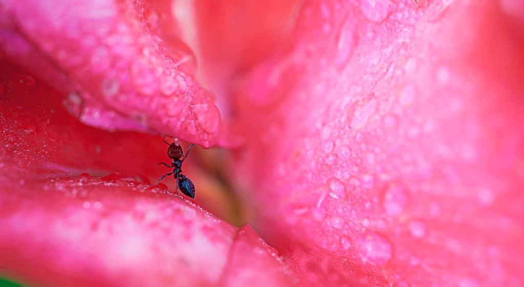 En esta época del año las hormigas se vuelven las archienemigas del rosal.