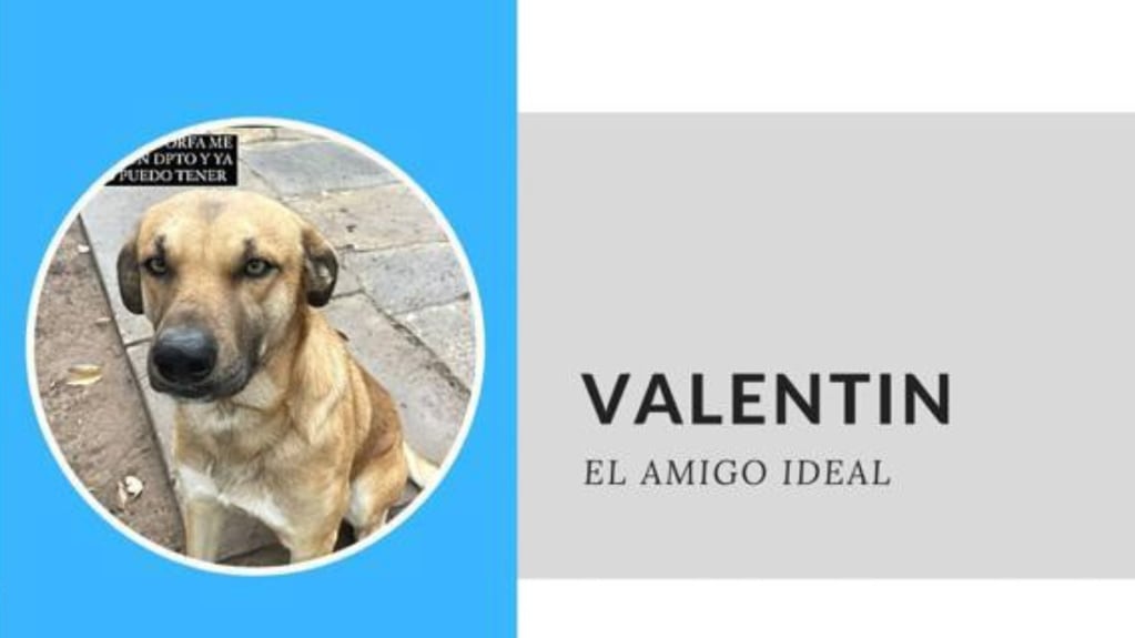Amor puro: armaron el CV de un perrito para darlo en adopción y la descripción es imperdible. Foto: Twitter.