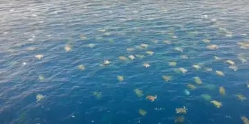 Miles de tortugas vuelven al lugar que las vio nacer