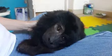 Video: cómo está “Coco”, el mono hallado desnutrido y sin dientes en el armario de una casa