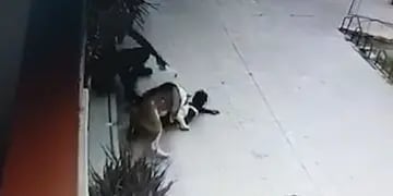 Video: el dramático momento en que una veterinaria salvó la vida a una niña atacada ferozmente por un perro