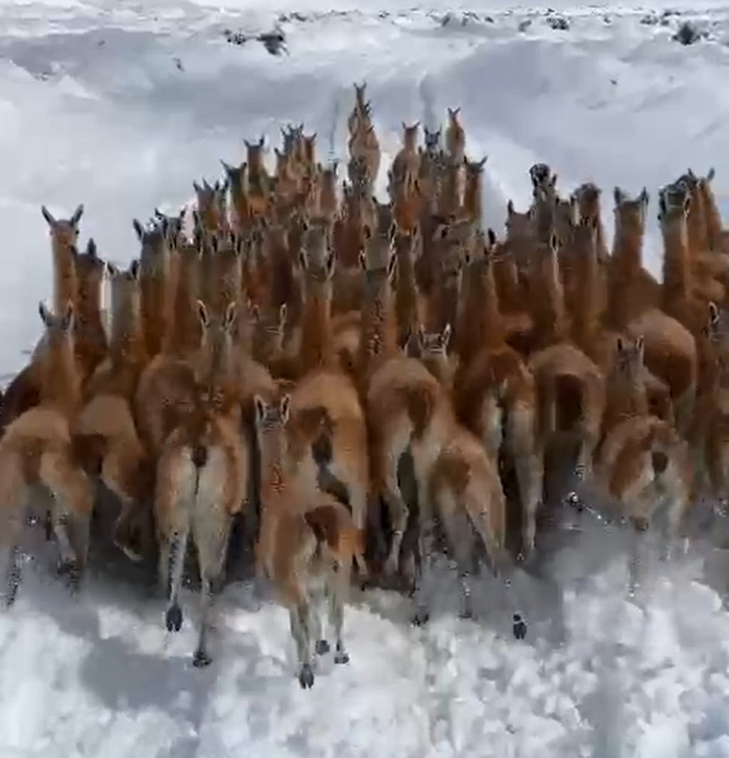 Ni en un documental: la impactante secuencia de un grupo de guanacos corriendo en la nieve en San Carlos. Foto: Gentileza Guardaparques de Alvarado