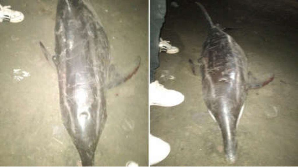 Dejaron morir a un delfín encallado en una playa de Colombia por tomarse selfis.