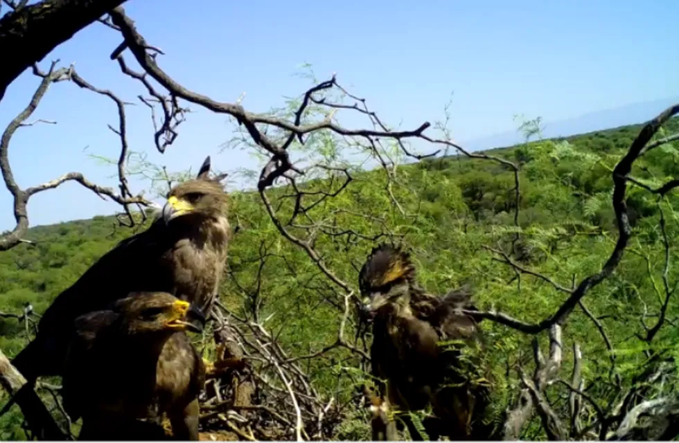 Inédita y emotiva adopción de un pichón de águila coronada en Lavalle