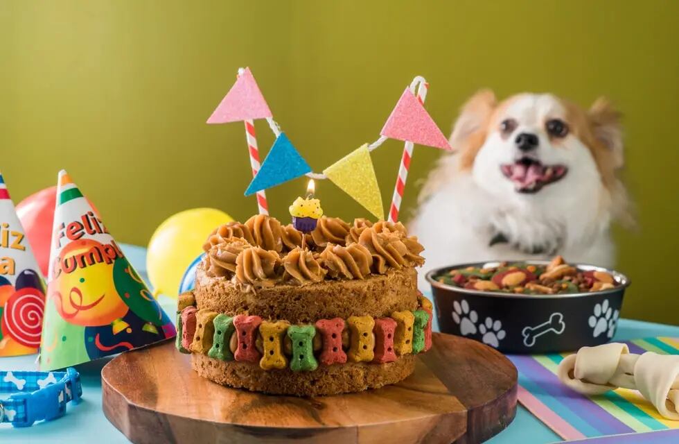 Mantenimiento nombre Me sorprendió Pastelería Canina: la comida saludable que enamora a las mascotas