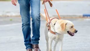 Perros guías podrán entrar a lugares públicos en Mendoza