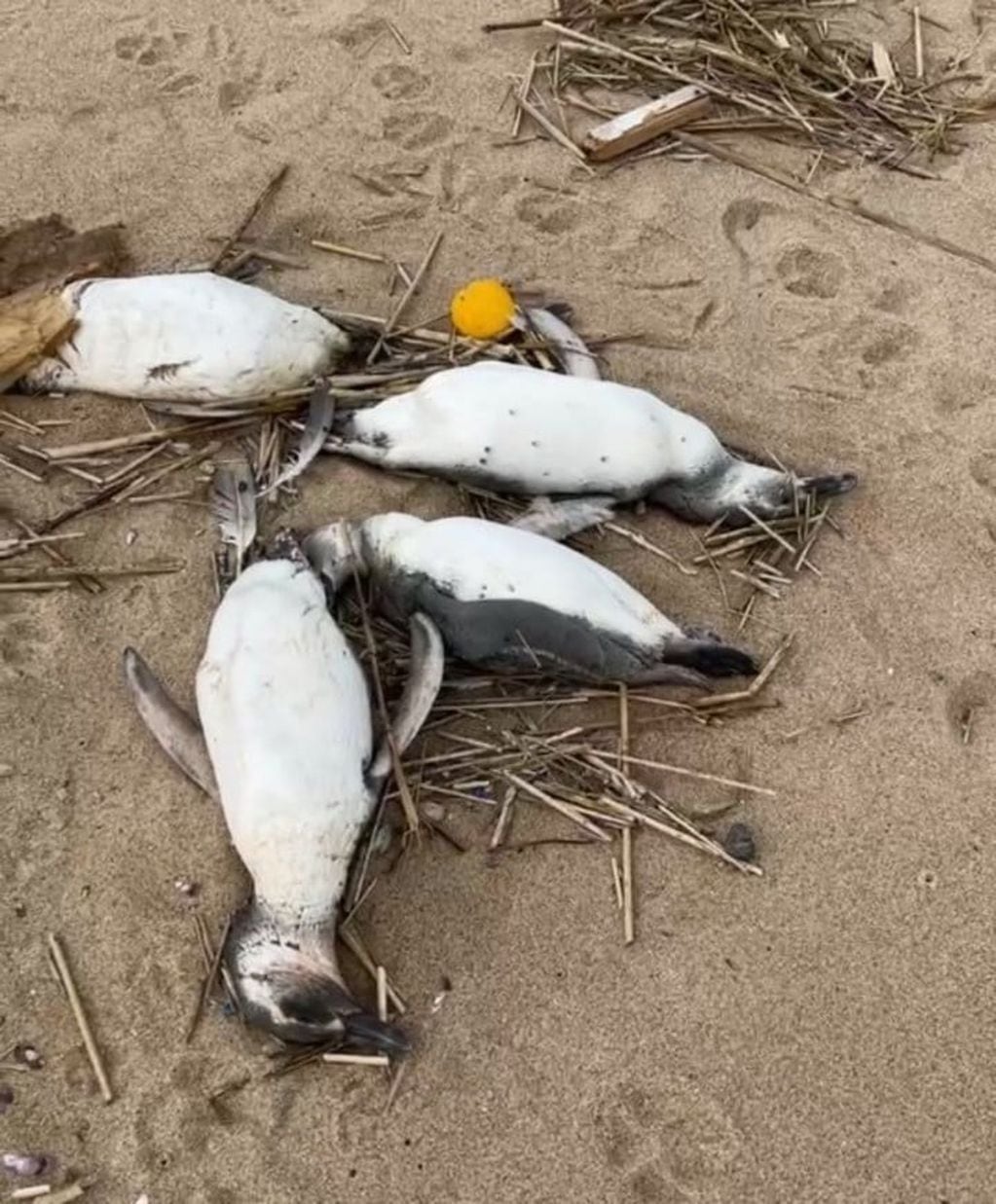 Unos 2.000 pingüinos aparecen muertos en las costas de Uruguay