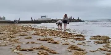 Babosa moteada, pequeño animal con toxinas en las playas argentinas