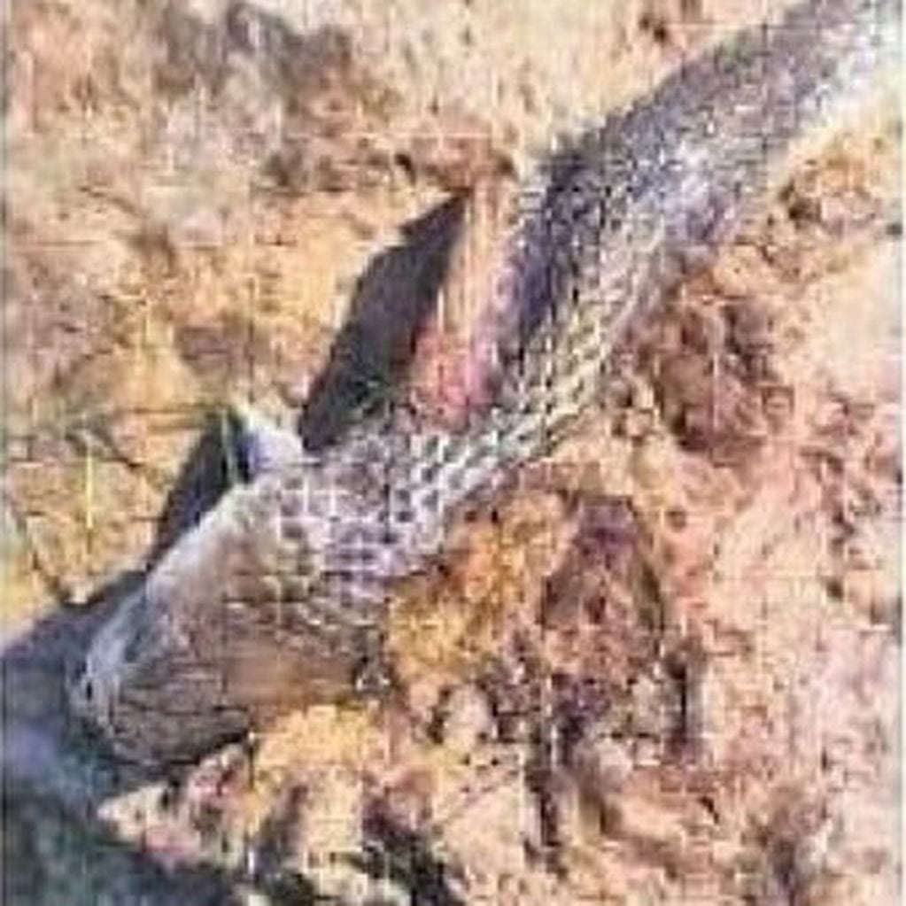 Fotografía de la serpiente muerta tras las mordeduras del niño de ocho años