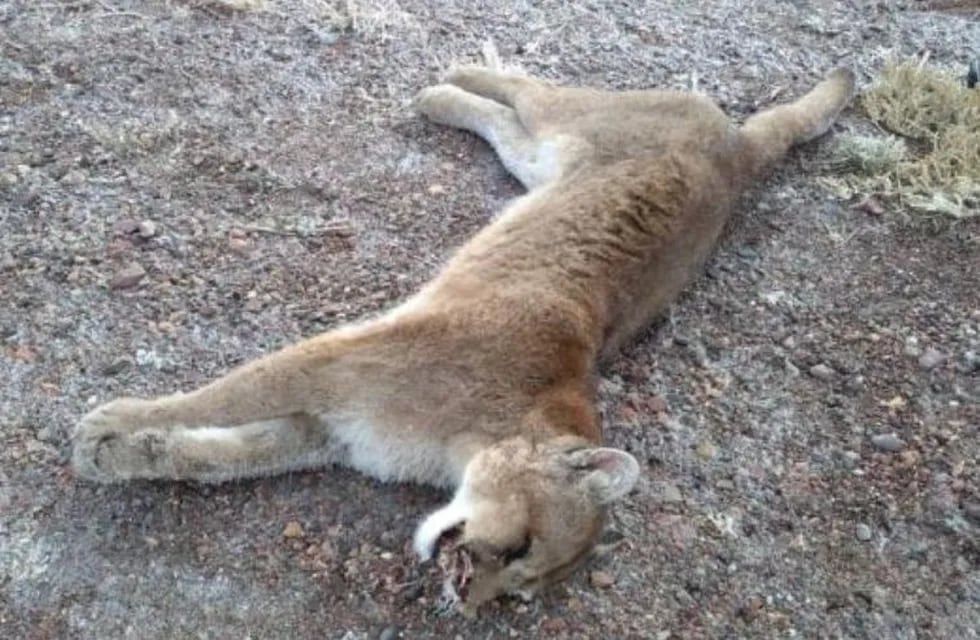 El animal fue encontrado a la vera de la ruta 143 camino a San Rafael / Gentileza.