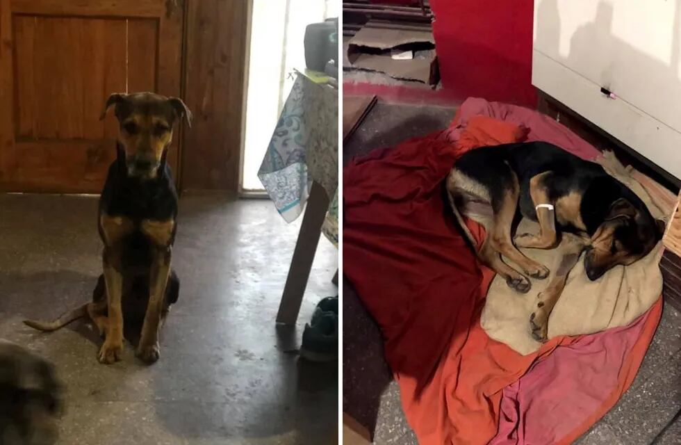 Buscan un hogar para el perro que fue rescatado del Cacique Guaymallén por un vendedor
