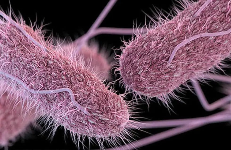 Qué es la salmonella y la shigella, las bacterias que podrían haber causado  intoxicaciones por comer achuras