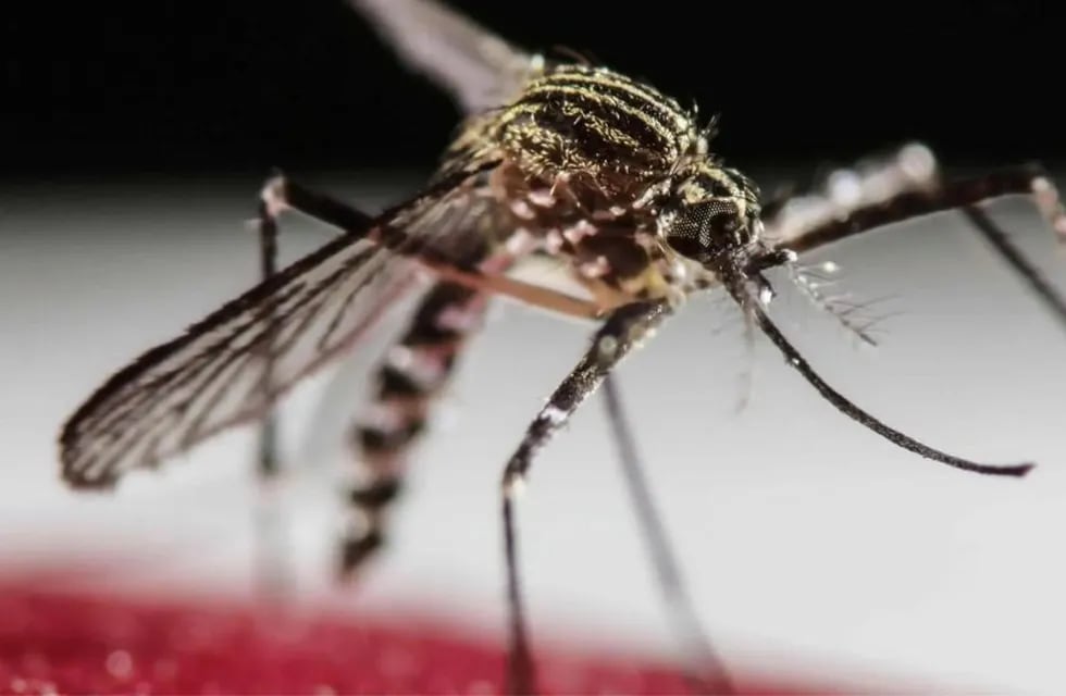 En la región hay circulación simultánea de los cuatro serotipos del virus del dengue.