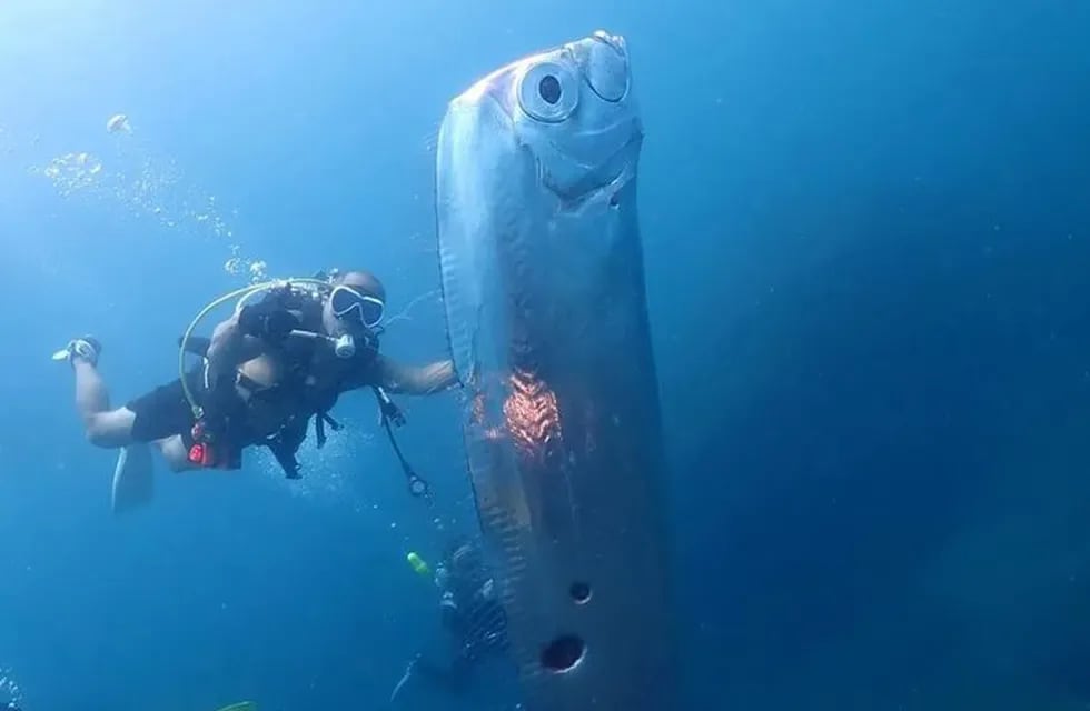 Filmaron un pez gigante que “presagia” fuertes terremotos y tsunamis