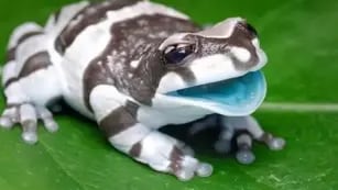 La extraña "rana de leche" que tiene huesos, músculos y boca azul que se vende como mascota