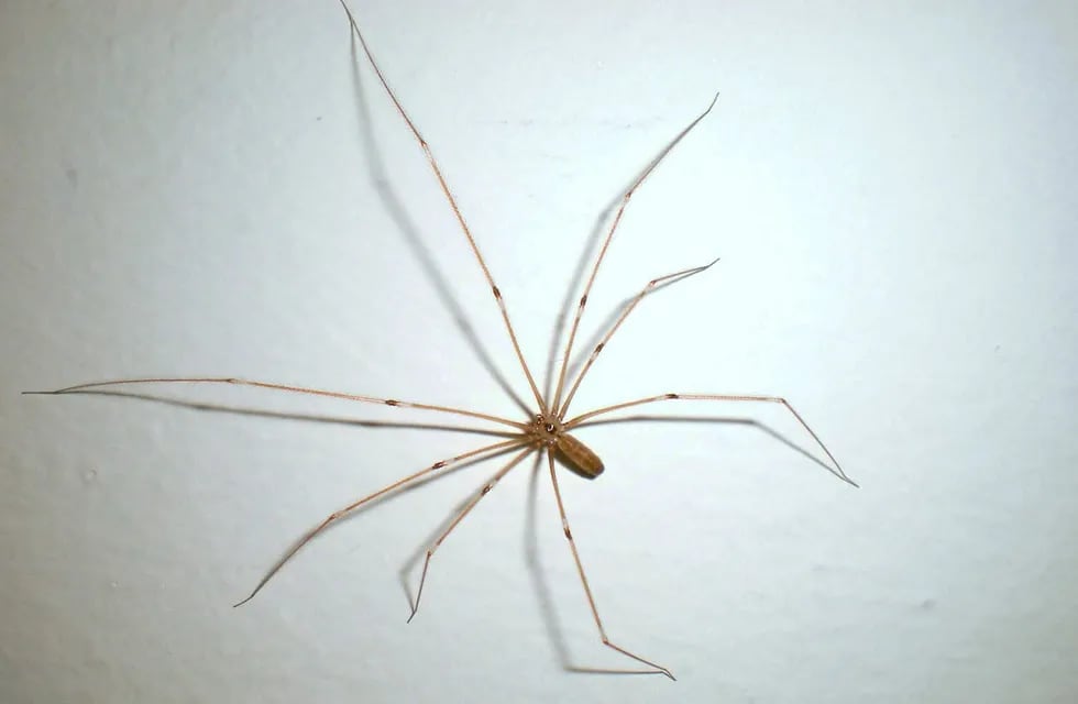 Las arañas patonas (Pholcus phalangioides) son uno de los arácnidos más inofensivos para los humanos. | Foto: web