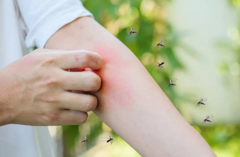 Invasión de mosquitos en Ciudad de Buenos Aires y el conurbano