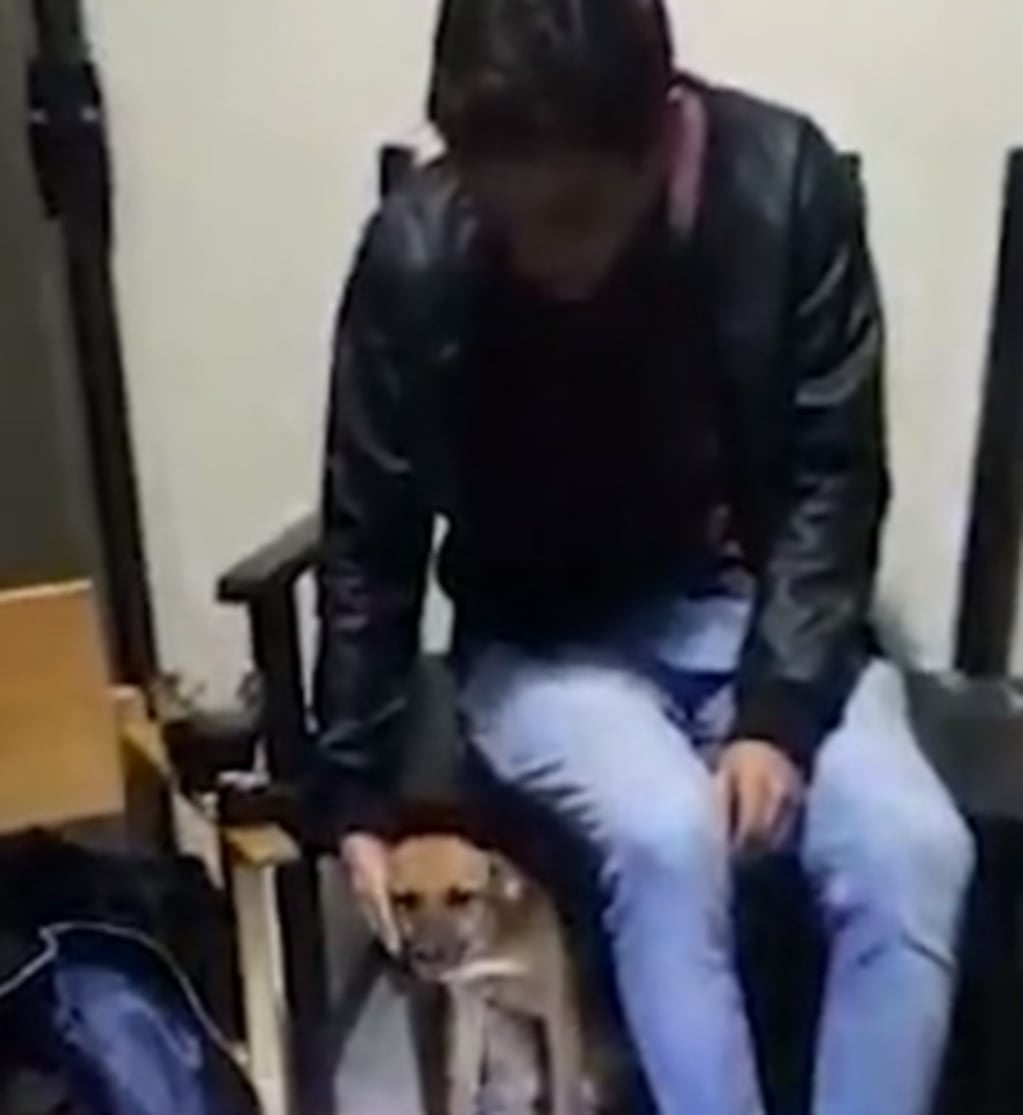 Un grupo de jóvenes drogó a una perrita y grabaron su reacción.