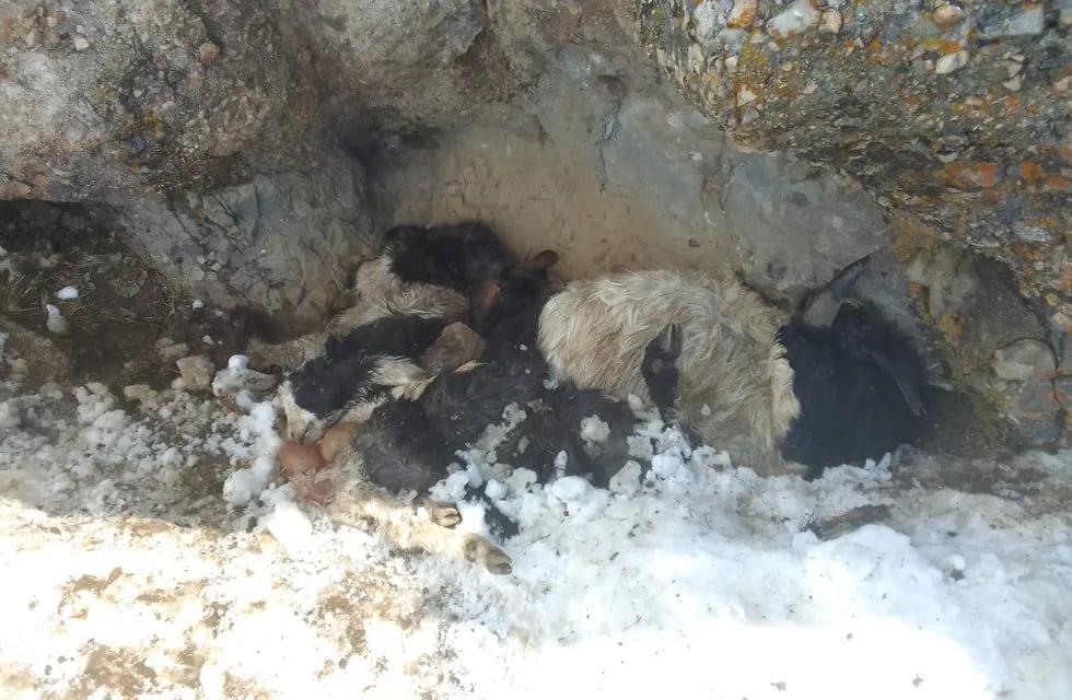 Animales murieron a causa del temporal de nieve en Malargüe.