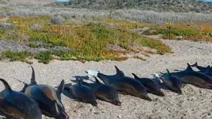 Aparecieron 15 delfines muertos en Río Negro