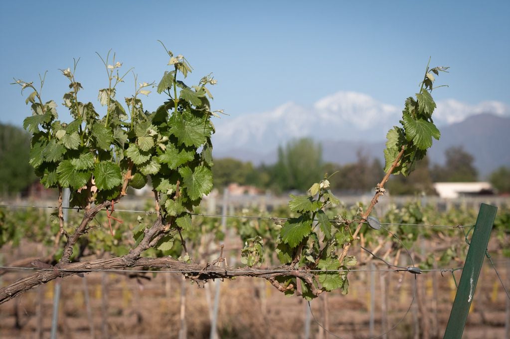 Cada 24 de noviembre se conmemora que el vino es la bebida nacional. - Foto: Ignacio Blanco / Los Andes 