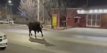 Toro suelto por las calles de Maipú