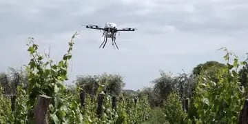 Drones para combatir polilla de la vid