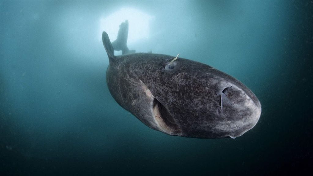 "De repente vimos una criatura lenta y lenta bajo la superficie del agua", contó el biólogo Devanshi Kasana .Foto: Web.