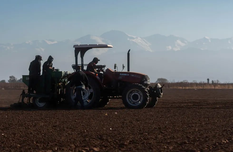 Operarios plantando papas en la chacra de la empresa Jose Calafiore. Foto: Ignacio Blanco / Los Andes.