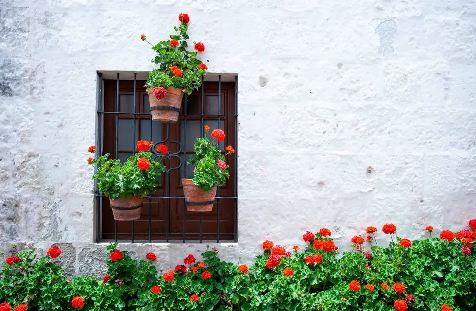 Many of blooming red geraniums near the wall of the house and around the window, a wall of light color, pots with red flowers on the window