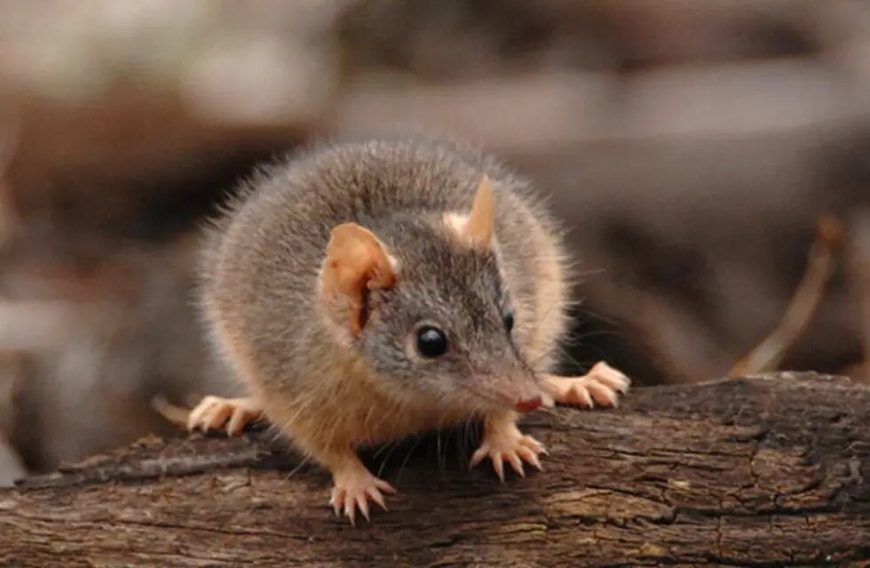 Un ratón marsupial australiano macho.
