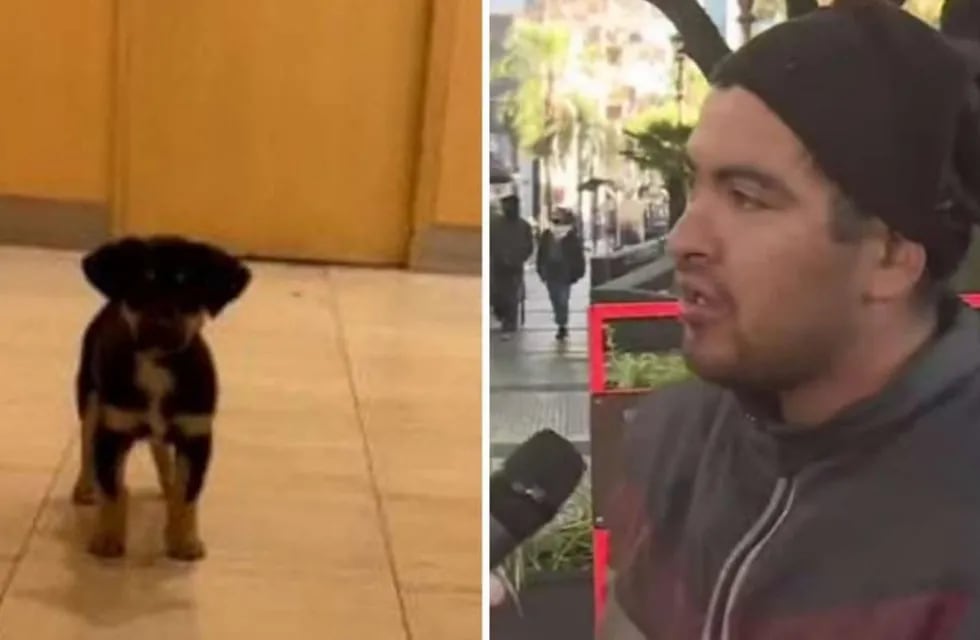 Una joven le quitó el perro a una persona en situación de calle y lo publicó en Twitter, donde fue condenada.