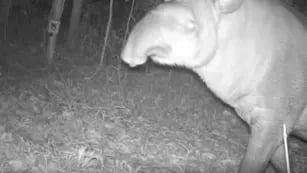 Cámaras trampa del Parque Nacional Iguazú captan un ejemplar de tapir