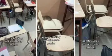 ratas en una escuela